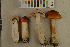  ( - O-F-260518)  @11 [ ] CreativeCommons - Attribution Non-Commercial Share-Alike (2017) Unspecified University of Oslo, Natural History Museum