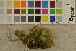  (Cerrena unicolor - O-F-260531)  @11 [ ] CreativeCommons - Attribution Non-Commercial Share-Alike (2017) Unspecified University of Oslo, Natural History Museum