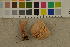  ( - O-F-260534)  @11 [ ] CreativeCommons - Attribution Non-Commercial Share-Alike (2017) Unspecified University of Oslo, Natural History Museum