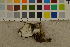  ( - O-F-260546)  @11 [ ] CreativeCommons - Attribution Non-Commercial Share-Alike (2017) Unspecified University of Oslo, Natural History Museum
