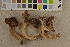  ( - O-F-260558)  @11 [ ] CreativeCommons - Attribution Non-Commercial Share-Alike (2017) Unspecified University of Oslo, Natural History Museum