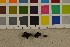  ( - O-F-260564)  @11 [ ] CreativeCommons - Attribution Non-Commercial Share-Alike (2017) Unspecified University of Oslo, Natural History Museum