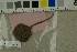  ( - O-F-271425)  @11 [ ] by-nc-sa (2025) Unspecified University of Oslo, Natural History Museum
