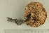 ( - O-F-281693)  @11 [ ] by-nc-sa (2021) Unspecified University of Oslo, Natural History Museum