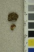  (Entoloma sororpratulense - O-F-291252)  @11 [ ] CreativeCommons - Attribution Non-Commercial Share-Alike (2018) Unspecified University of Oslo, Natural History Museum