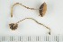  ( - O-F-293386)  @11 [ ] by-nc-sa (2021) Unspecified University of Oslo, Natural History Museum