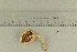  (Pholiota astragalina - O-F-293444)  @11 [ ] by-nc-sa (2021) Unspecified University of Oslo, Natural History Museum