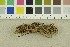 ( - O-F-293695)  @11 [ ] CreativeCommons - Attribution Non-Commercial Share-Alike (2018) Unspecified University of Oslo, Natural History Museum
