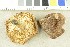  ( - O-F-295719)  @11 [ ] CreativeCommons - Attribution Non-Commercial Share-Alike (2017) Unspecified University of Oslo, Natural History Museum