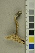  ( - O-F-295790)  @11 [ ] CreativeCommons - Attribution Non-Commercial Share-Alike (2019) Unspecified University of Oslo, Natural History Museum