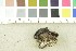  ( - O-F-297385)  @11 [ ] CreativeCommons - Attribution Non-Commercial Share-Alike (2017) Unspecified University of Oslo, Natural History Museum