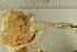  ( - O-F-301163)  @11 [ ] by-nc-sa (2021) Unspecified University of Oslo, Natural History Museum