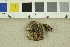  ( - O-F-301188)  @11 [ ] CreativeCommons - Attribution Non-Commercial Share-Alike (2018) Unspecified University of Oslo, Natural History Museum
