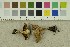  ( - O-F-301211)  @11 [ ] CreativeCommons - Attribution Non-Commercial Share-Alike (2017) Unspecified University of Oslo, Natural History Museum