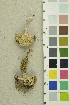  ( - O-F-301250)  @11 [ ] CreativeCommons - Attribution Non-Commercial Share-Alike (2018) Unspecified University of Oslo, Natural History Museum