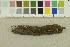  ( - O-F-301253)  @11 [ ] CreativeCommons - Attribution Non-Commercial Share-Alike (2017) Unspecified University of Oslo, Natural History Museum