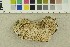  (Haploporus - O-F-301257)  @11 [ ] CreativeCommons - Attribution Non-Commercial Share-Alike (2018) Unspecified University of Oslo, Natural History Museum