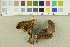  ( - O-F-301267)  @11 [ ] CreativeCommons - Attribution Non-Commercial Share-Alike (2017) Unspecified University of Oslo, Natural History Museum