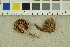  ( - O-F-301367)  @11 [ ] CreativeCommons - Attribution Non-Commercial Share-Alike (2018) Unspecified University of Oslo, Natural History Museum