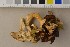  (Polyporus umbellatus - O-F-301465)  @11 [ ] CreativeCommons - Attribution Non-Commercial Share-Alike (2016) Unspecified University of Oslo, Natural History Museum