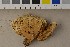  ( - O-F-301470)  @11 [ ] CreativeCommons - Attribution Non-Commercial Share-Alike (2016) Unspecified University of Oslo, Natural History Museum