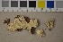  (Postia balsamea - O-F-301495)  @11 [ ] CreativeCommons - Attribution Non-Commercial Share-Alike (2016) Unspecified University of Oslo, Natural History Museum