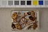 ( - O-F-301496)  @11 [ ] CreativeCommons - Attribution Non-Commercial Share-Alike (2016) Unspecified University of Oslo, Natural History Museum