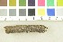  (Hohenbuehelia sp - O-F-302130)  @11 [ ] CreativeCommons - Attribution Non-Commercial Share-Alike (2017) Unspecified University of Oslo, Natural History Museum