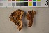  (Aurantiporus - O-F-302133)  @11 [ ] CreativeCommons - Attribution Non-Commercial Share-Alike (2016) Unspecified University of Oslo, Natural History Museum