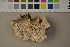  ( - O-F-302153)  @11 [ ] CreativeCommons - Attribution Non-Commercial Share-Alike (2016) Unspecified University of Oslo, Natural History Museum