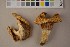  (Lactarius citriolens - O-F-302161)  @11 [ ] CreativeCommons - Attribution Non-Commercial Share-Alike (2016) Unspecified University of Oslo, Natural History Museum
