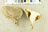  ( - O-F-302295)  @11 [ ] CreativeCommons - Attribution Non-Commercial Share-Alike (2017) Unspecified University of Oslo, Natural History Museum
