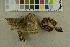  ( - O-F-302299)  @11 [ ] CreativeCommons - Attribution Non-Commercial Share-Alike (2017) Unspecified University of Oslo, Natural History Museum