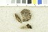  ( - O-F-302783)  @11 [ ] CreativeCommons - Attribution Non-Commercial Share-Alike (2017) Unspecified University of Oslo, Natural History Museum