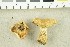  (Lactarius salicis-reticulatae - O-F-302787)  @11 [ ] CreativeCommons - Attribution Non-Commercial Share-Alike (2017) Unspecified University of Oslo, Natural History Museum