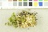  (Sebacina incrustans - O-F-302800)  @11 [ ] CreativeCommons - Attribution Non-Commercial Share-Alike (2017) Unspecified University of Oslo, Natural History Museum
