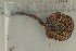  ( - O-F-302930)  @11 [ ] by-nc-sa (2021) Unspecified University of Oslo, Natural History Museum