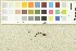  ( - O-F-302933)  @11 [ ] CreativeCommons - Attribution Non-Commercial Share-Alike (2017) Unspecified University of Oslo, Natural History Museum