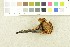  ( - O-F-302934)  @11 [ ] CreativeCommons - Attribution Non-Commercial Share-Alike (2017) Unspecified University of Oslo, Natural History Museum
