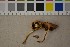  ( - O-F-303853)  @11 [ ] CreativeCommons - Attribution Non-Commercial Share-Alike (2016) Unspecified University of Oslo, Natural History Museum