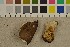  ( - O-F-303898)  @11 [ ] CreativeCommons - Attribution Non-Commercial Share-Alike (2016) Unspecified University of Oslo, Natural History Museum