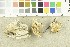  (Steccherinum fimbriatellum - O-F-304646)  @11 [ ] CreativeCommons - Attribution Non-Commercial Share-Alike (2017) Unspecified University of Oslo, Natural History Museum