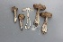  ( - O-F-304832)  @11 [ ] CreativeCommons - Attribution Non-Commercial Share-Alike (2017) Unspecified University of Oslo, Natural History Museum
