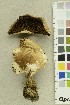  ( - O-F-304915)  @11 [ ] CreativeCommons - Attribution Non-Commercial Share-Alike (2018) Unspecified University of Oslo, Natural History Museum