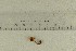  ( - O-F-304963)  @11 [ ] by-nc-sa (2021) Unspecified University of Oslo, Natural History Museum