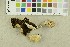  ( - O-F-305270)  @11 [ ] CreativeCommons - Attribution Non-Commercial Share-Alike (2018) Unspecified University of Oslo, Natural History Museum
