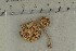  (Pluteus chrysophaeus - O-F-305521)  @11 [ ] by-nc-sa (2021) Unspecified University of Oslo, Natural History Museum