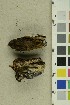  (Abortiporus - O-F-305718)  @11 [ ] CreativeCommons - Attribution Non-Commercial Share-Alike (2018) Unspecified University of Oslo, Natural History Museum