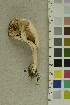  ( - O-F-305732)  @11 [ ] CreativeCommons - Attribution Non-Commercial Share-Alike (2018) Unspecified University of Oslo, Natural History Museum