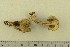  ( - O-F-307797)  @11 [ ] by-nc-sa (2020) Unspecified University of Oslo, Natural History Museum